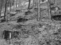 https://www.emd.tu-braunschweig.de/files/gimgs/th-124_124_28grounding-relicts-in-the-hirschbachtal.jpg