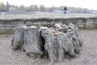https://www.emd.tu-braunschweig.de/files/gimgs/th-83_83_buchenwald37.jpg